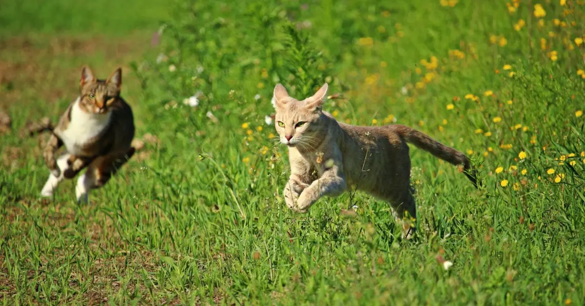 how fast can a cat run