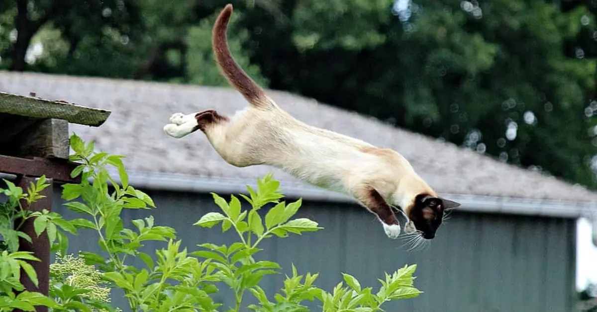 how high can a cat jump