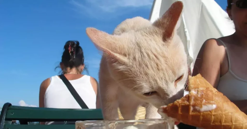 how long can a cat go without eating