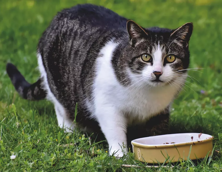 how long can cats go without eating