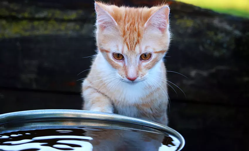 how long can cats live without water