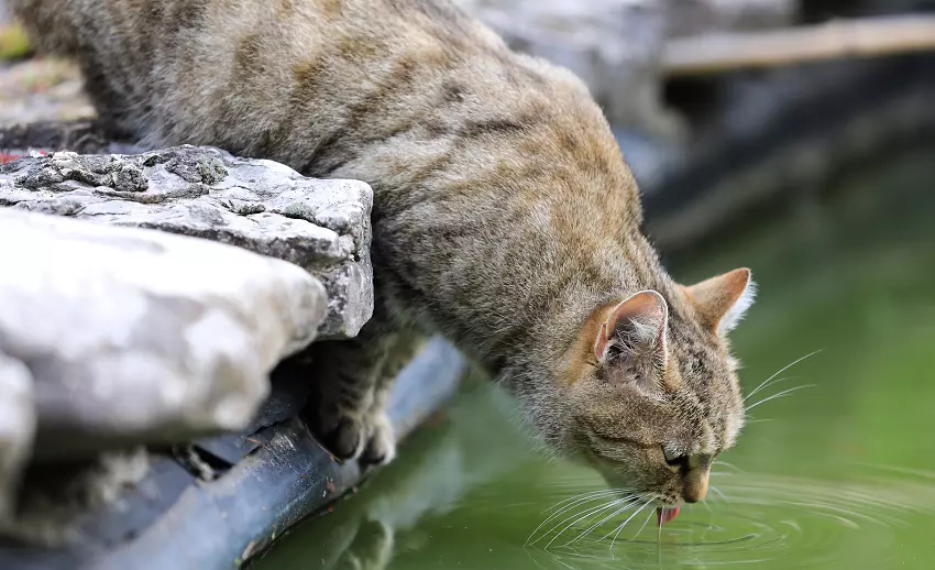 How much water should a cat drink