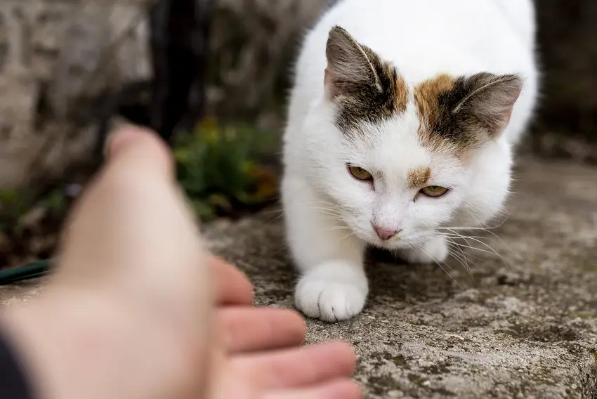 how to discipline cats