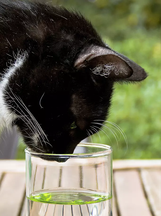 How to get a cat to drink water