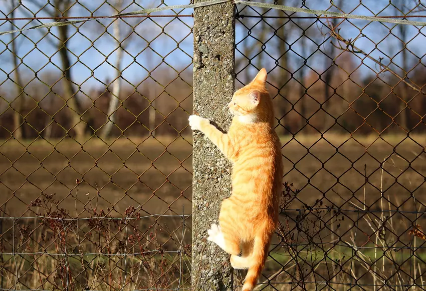 how to keep a cat from jumping over the fence