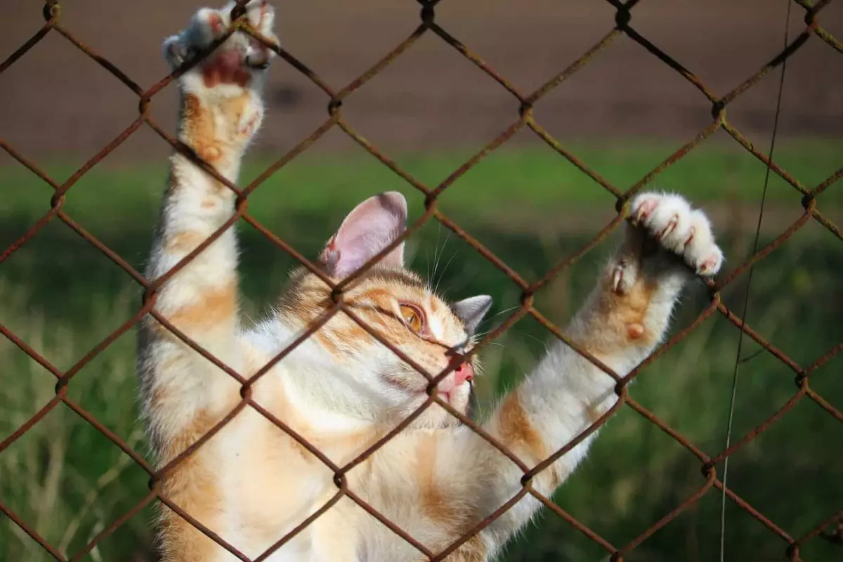 how to keep cat from jumping fence