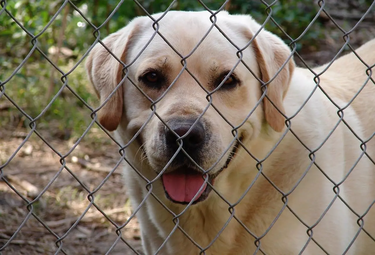 how to keep dog from digging under chain link fence