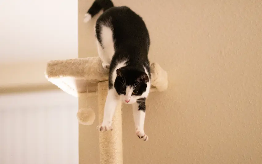 how to prevent a cat from jumping
