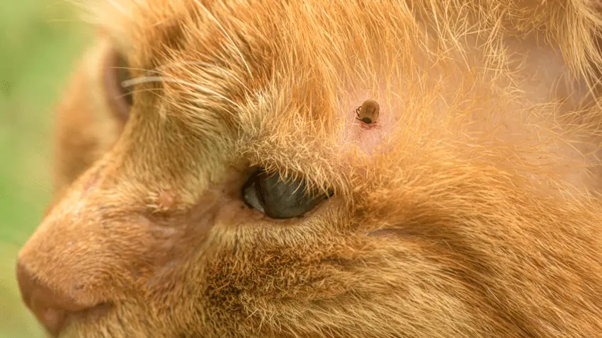 How to prevent ticks on cats