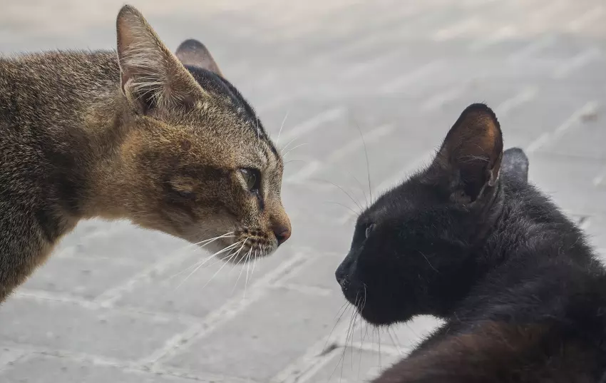 How To Stop My Cat From Bullying My Other Cat