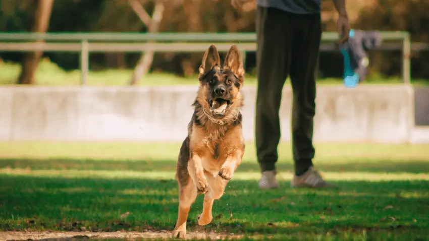 how to train dogs not to run away