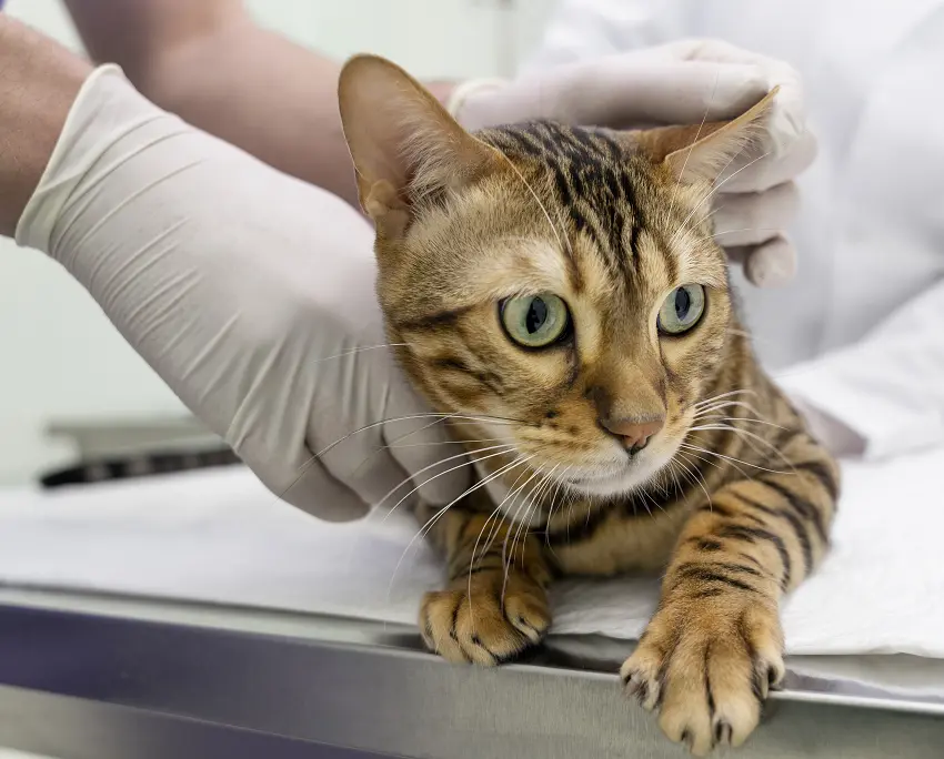 sedation for cats