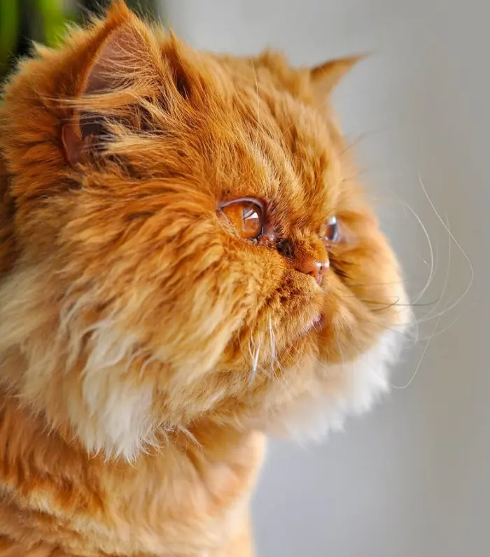 Was Garfield based on a real cat