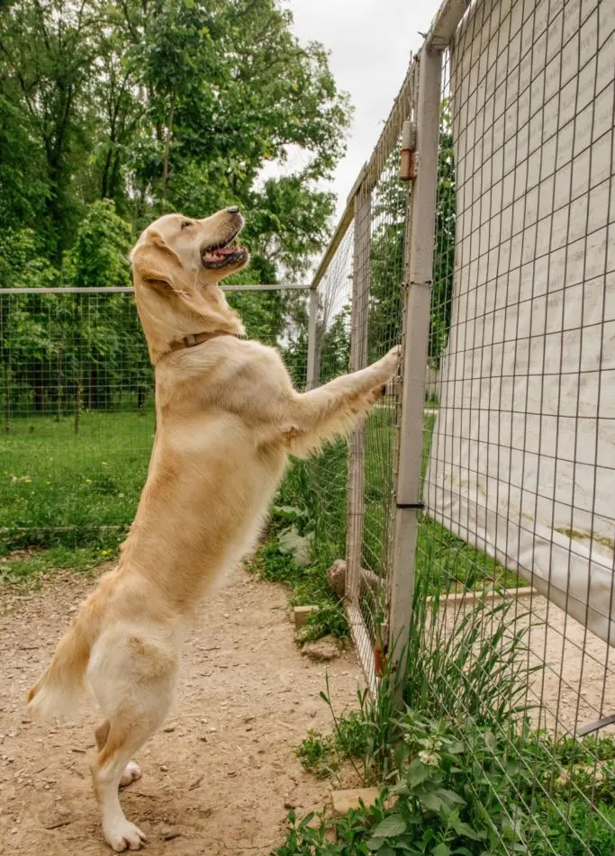 What can I put on the bottom of my fence to keep my dog in