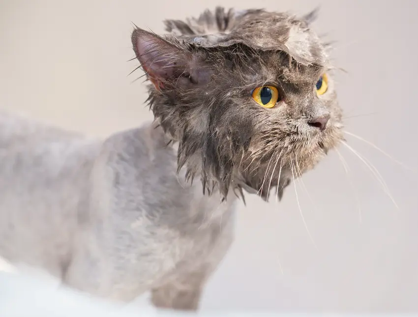 What to avoid when bathing a cat