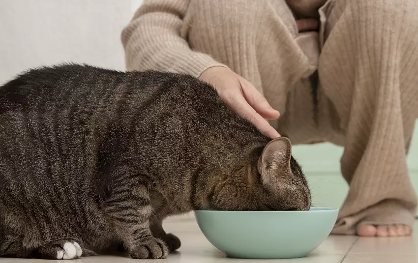 What To Do If My Cat Is Not Eating