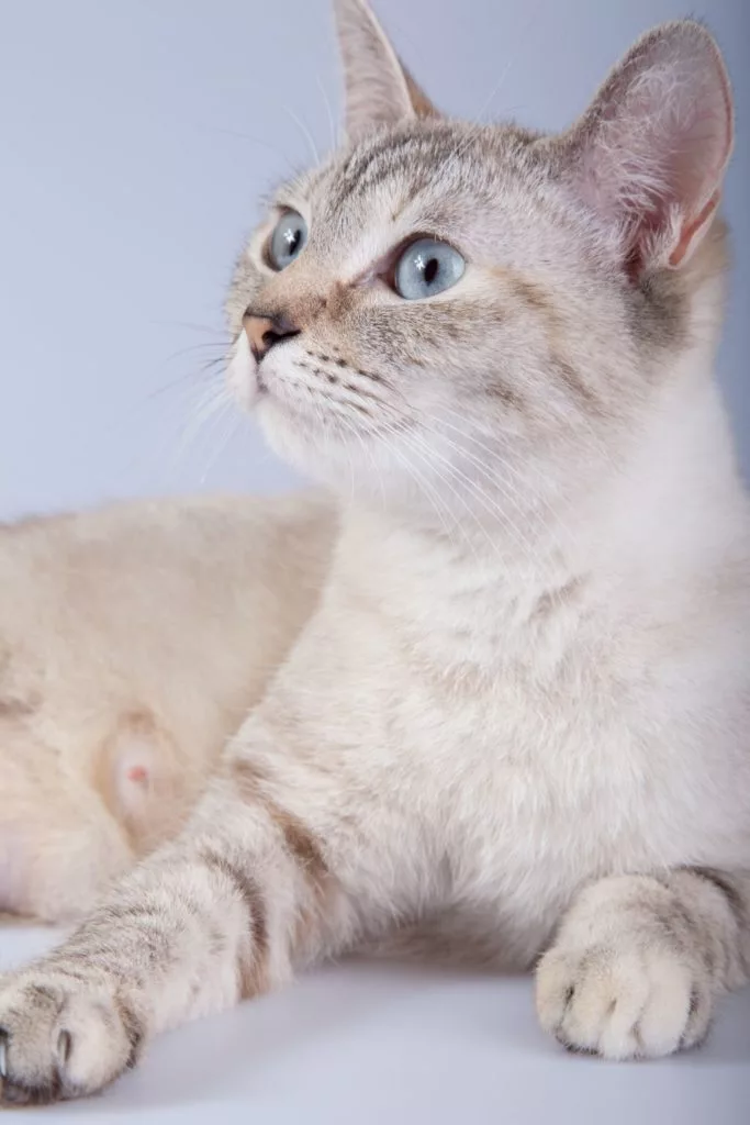 What to expect when your cat is pregnant