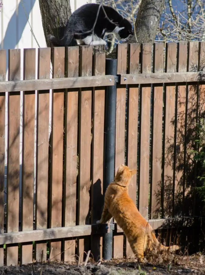 Why cats love jumping over the fence