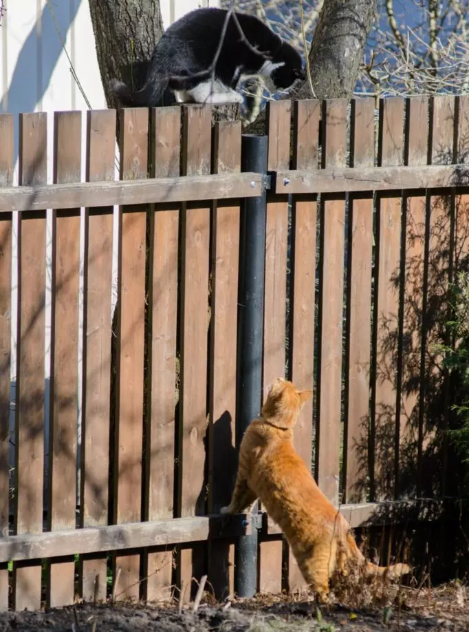 How To Keep Cat From Jumping Fence at Home