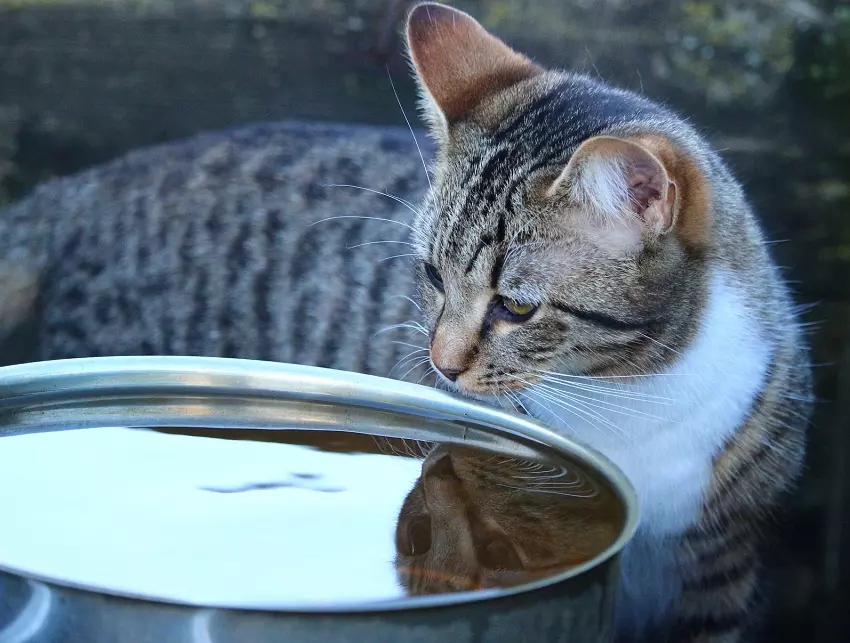 Why is my cat not drinking water