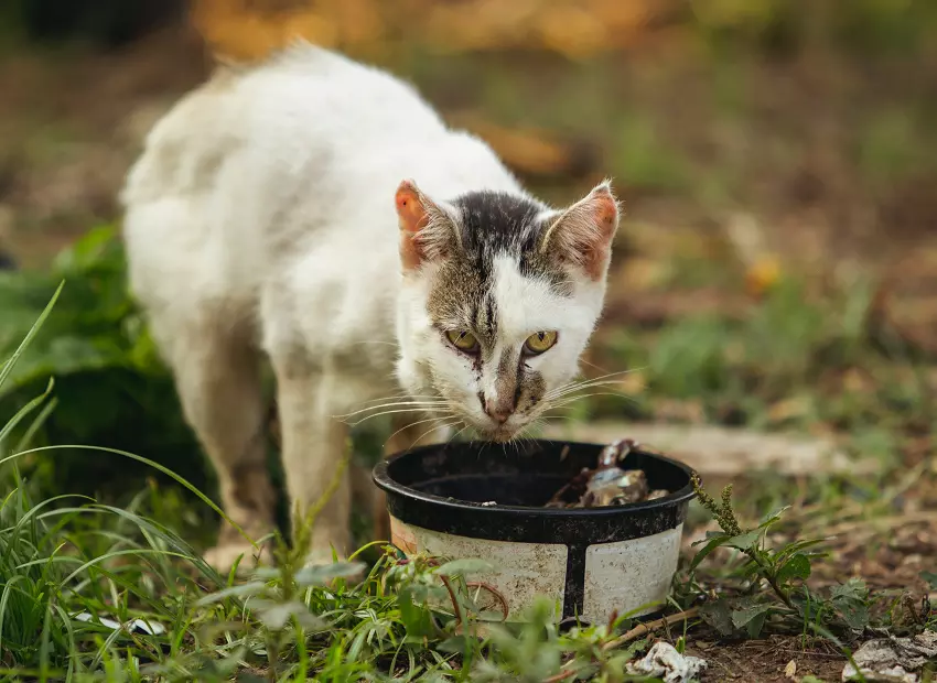 Why Is My Cat Not Eating