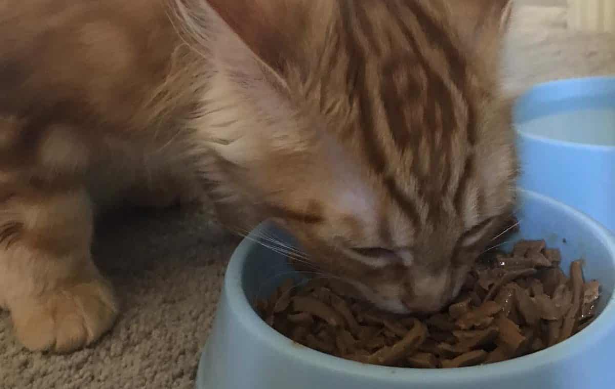 How Much To Feed a 4 Month Old Kitten: Quick Guide