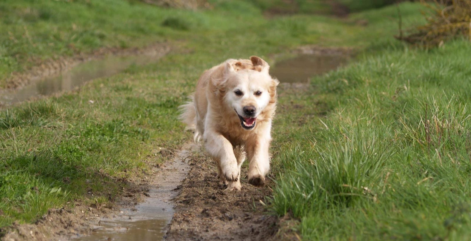 How Fast Can a Dog Run? Facts About Canines