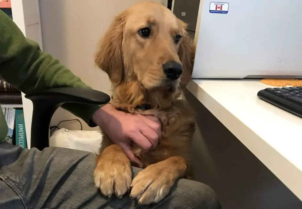 What Does it Mean When a Dog Puts His Paw On You PetCosset