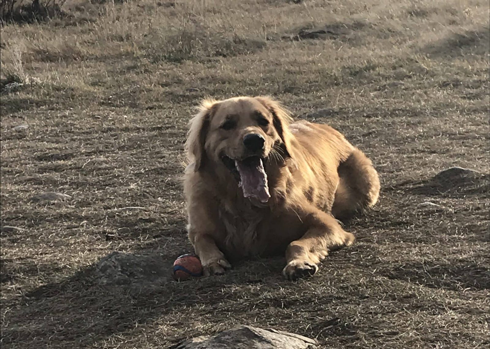 what do you do if an off-leash dog approaches you while you are walking a dog