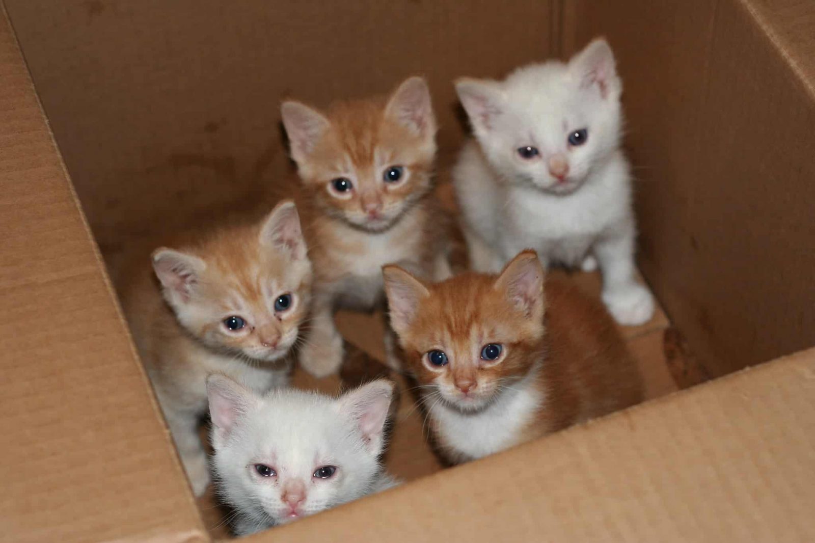 When is Kitten Season and What You Need to Know About it