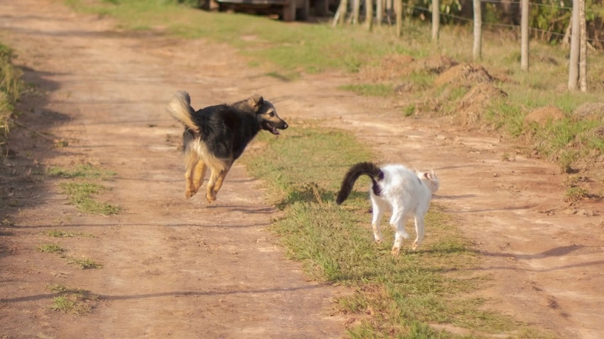 cat vs dog running speed