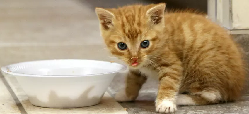 feeding a 4 month old kitten