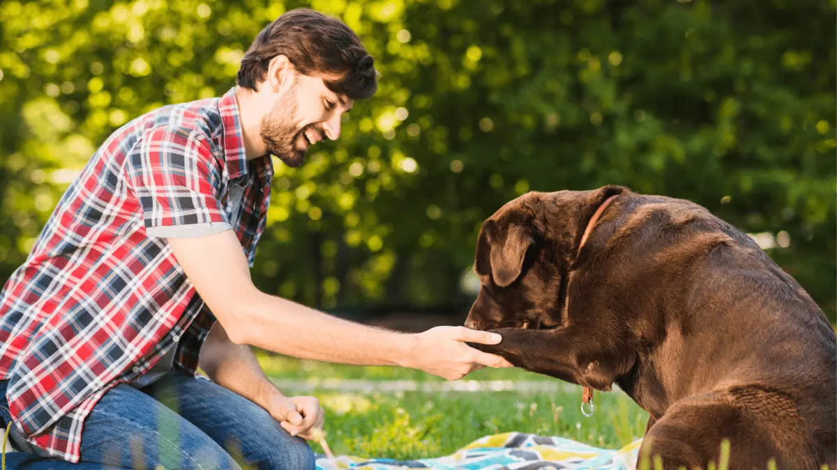 how do you tell if your dog respects you