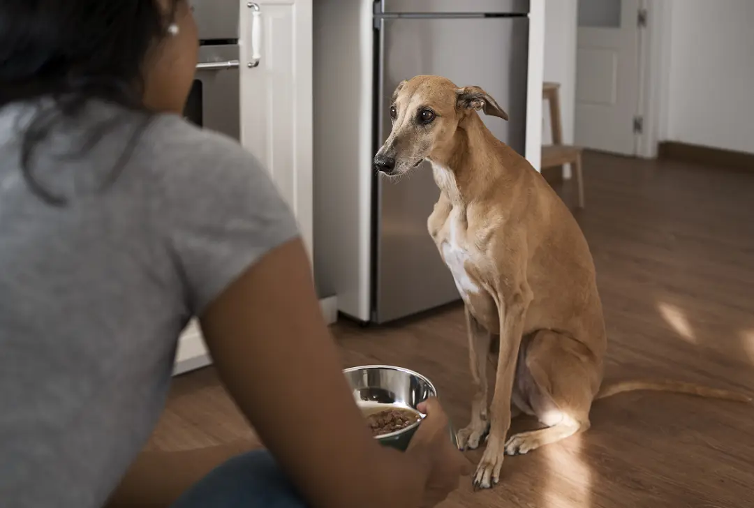 how long can a dog go without eating