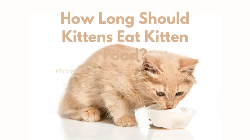 how long do kittens need to eat kitten food