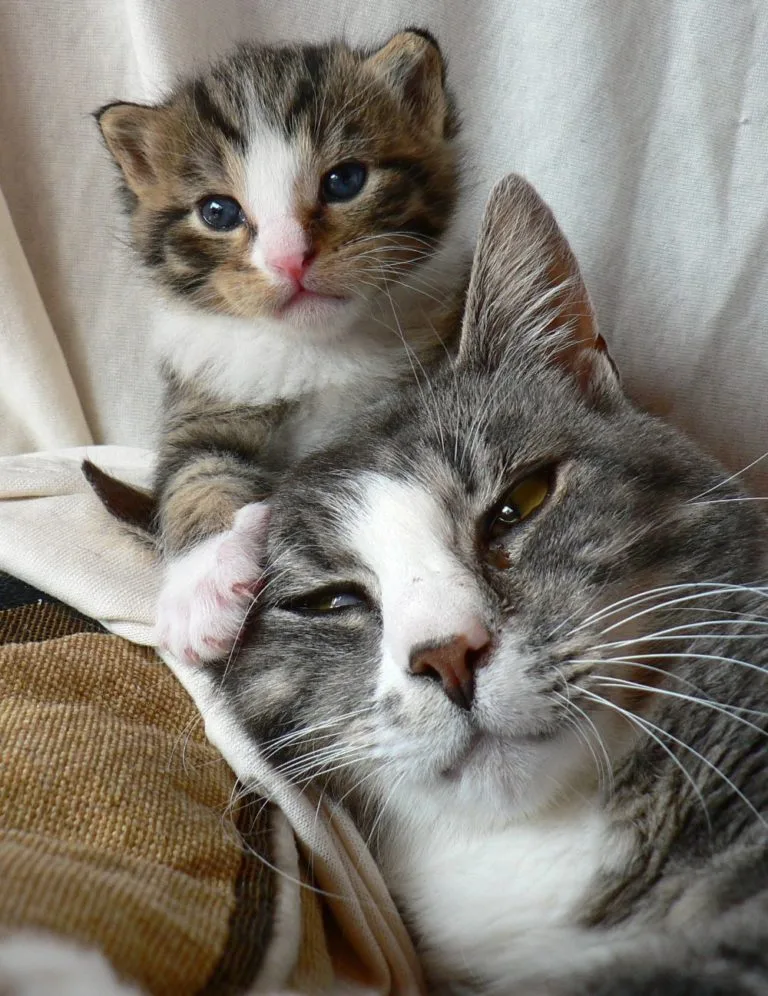 How Long Does It Take For A Mother Cat To Forget Its Kittens