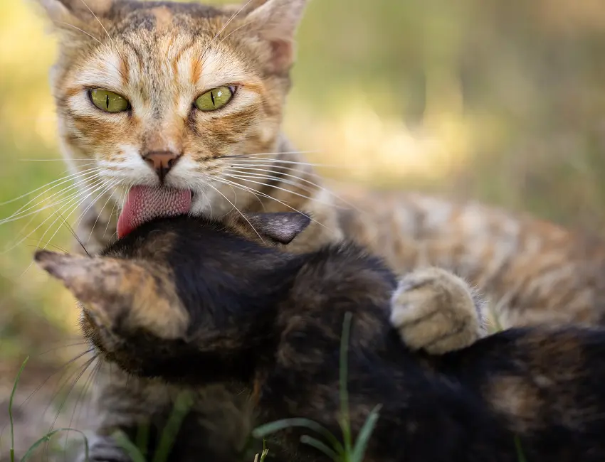 How long does it take for cats to get along