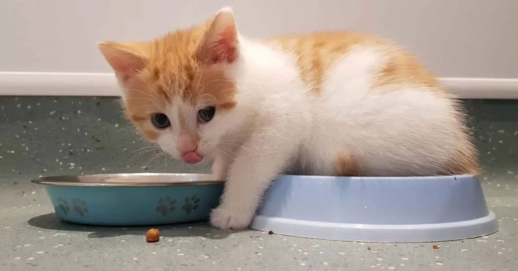 how long should kittens eat kitten food