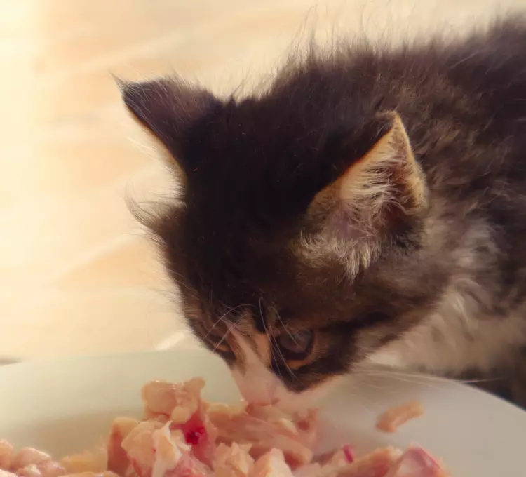 How much should a four-month-old kitten eat