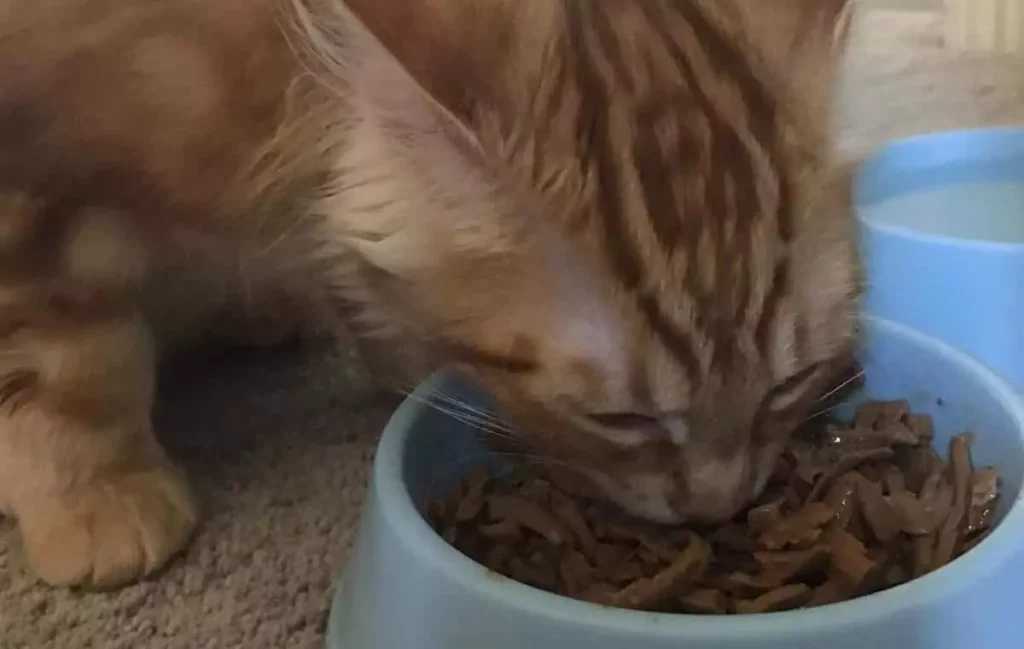 how much to feed a 4 month old kitten