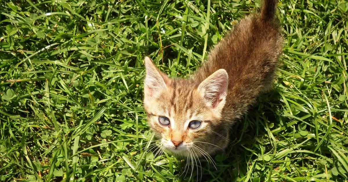 how to calm a kitten