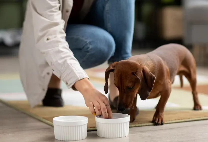 how to feed a sick dog