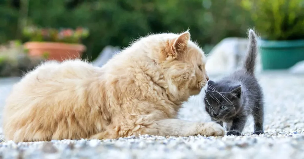 how to introduce a kitten to an older cat