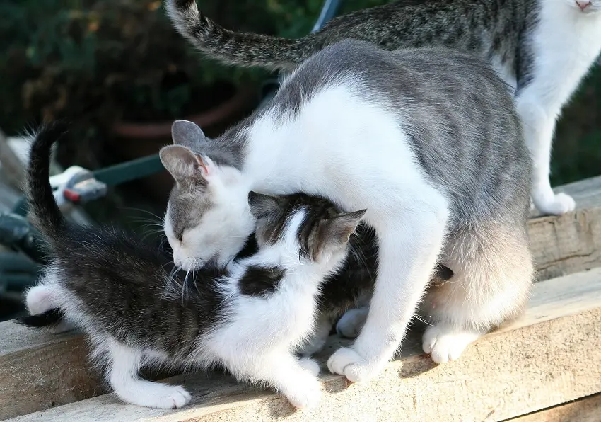 how to stop mother cat from moving kittens