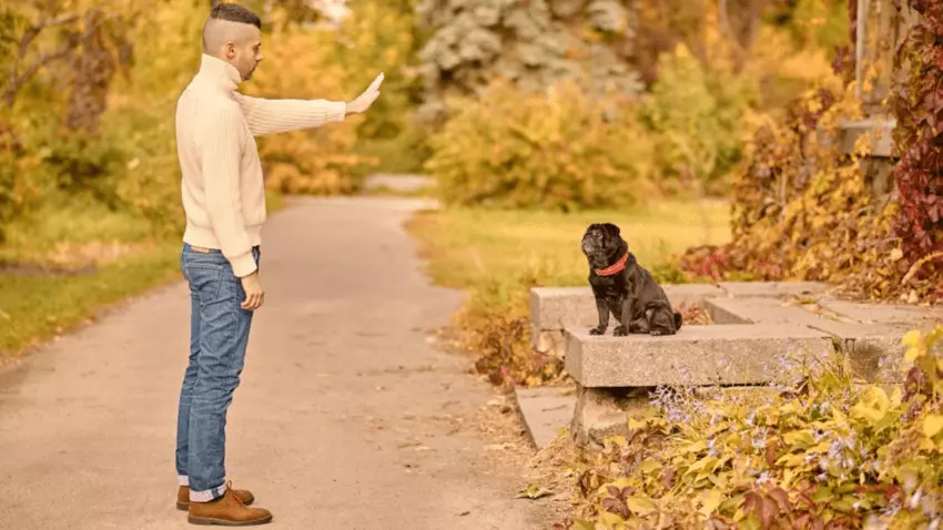 how to stop my dog from following me everywhere