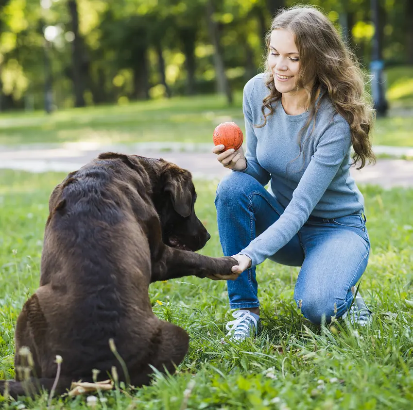 how to tell if your dog respects you