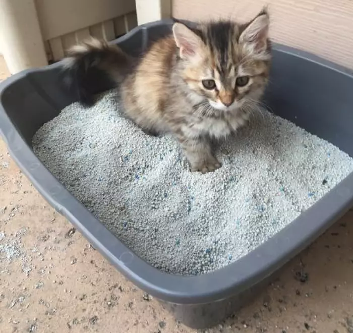 litter train a stray kitten