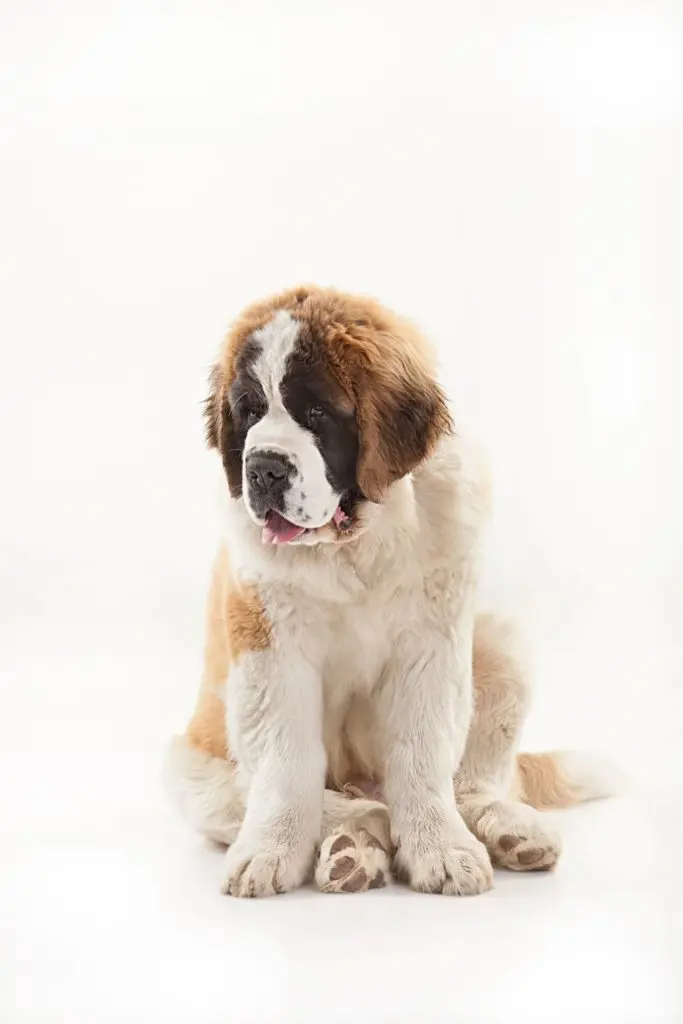 Saint Bernard