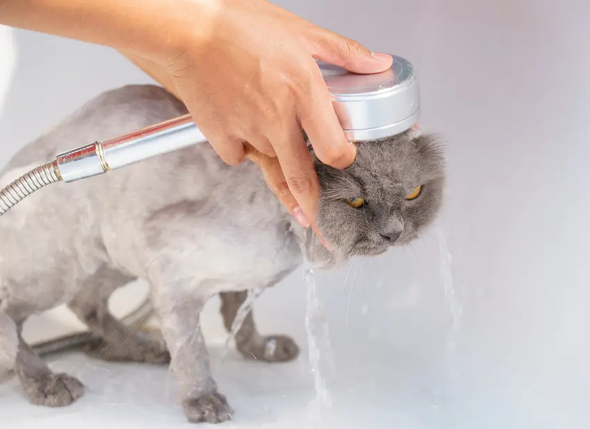 Should I bathe my cat after adoption