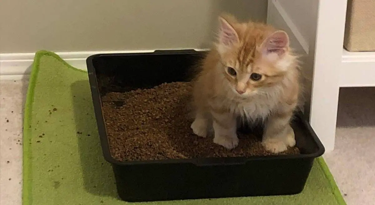 How To Make A Constipated Kitten Poop